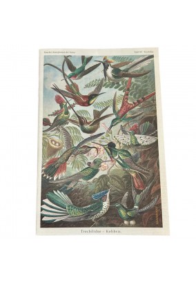 Τετράδιο - Kolibris 14x21 cm