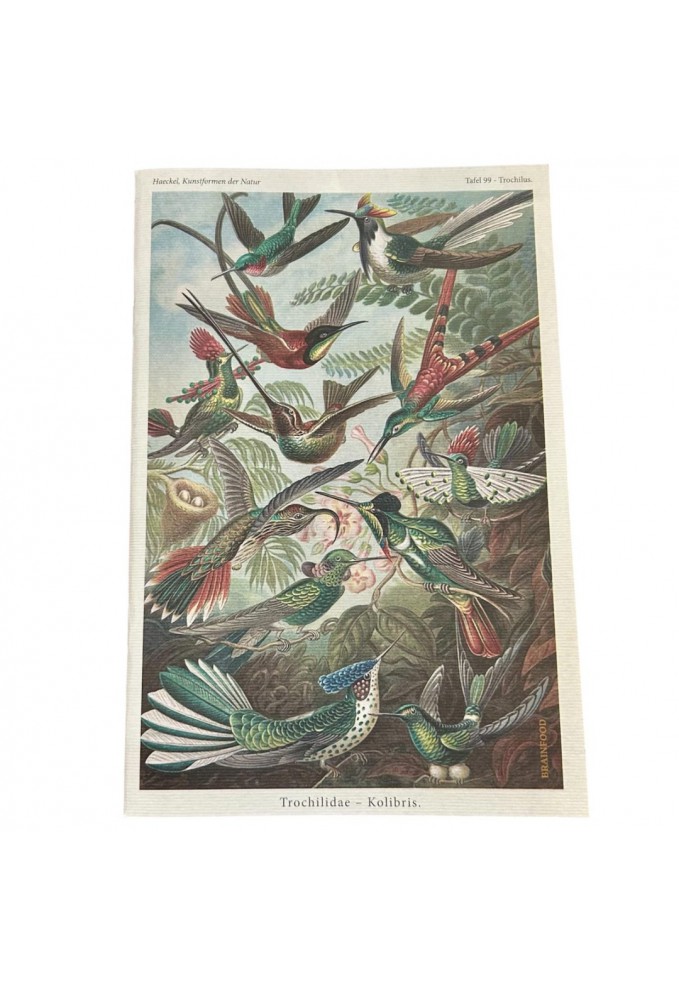 Τετράδιο - Kolibris 17x24 cm